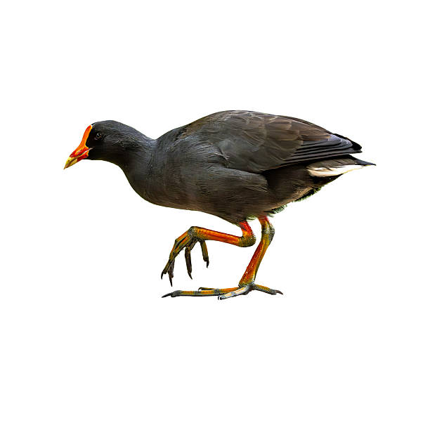 istock Dusky Moorhen walking on white background 2231046425