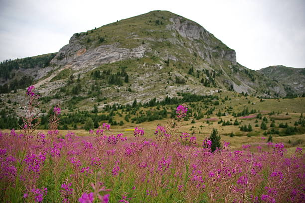 Closeup of purple wild flowers against rocky mountain