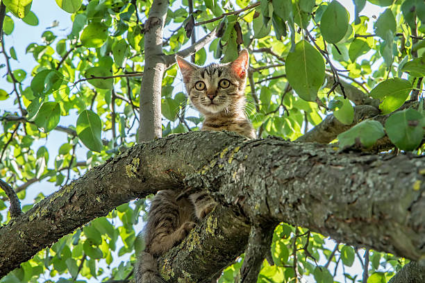 istock Young cat high in the branches of an old tree. 2231049411