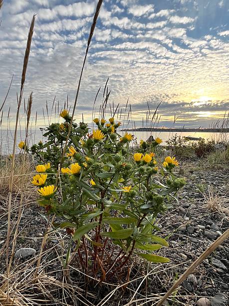 Birch Bay, Washington in August