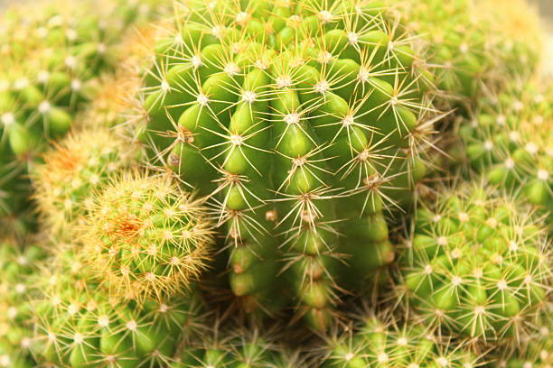 istock flowers in the garden 2231051519