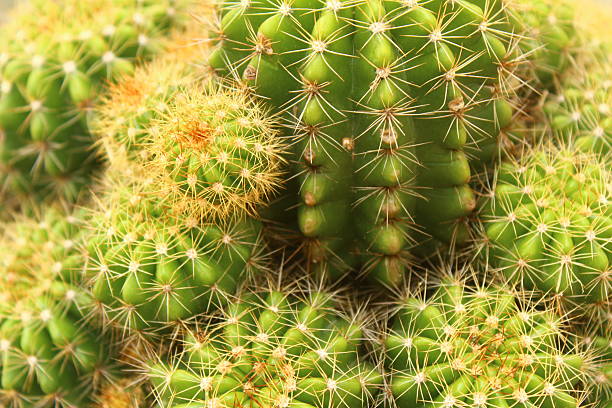 istock flowers in the garden 2231051539
