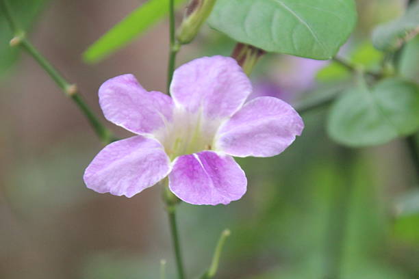 istock flowers in the garden 2231051695