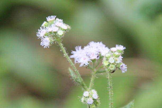 istock flowers in the garden 2231051700