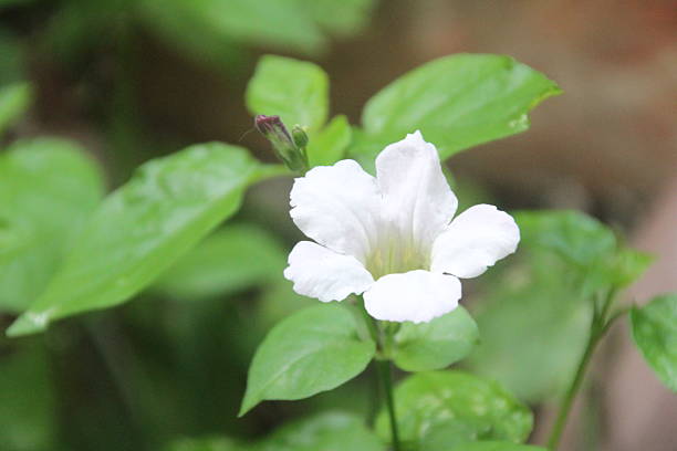 istock flowers in the garden 2231051719
