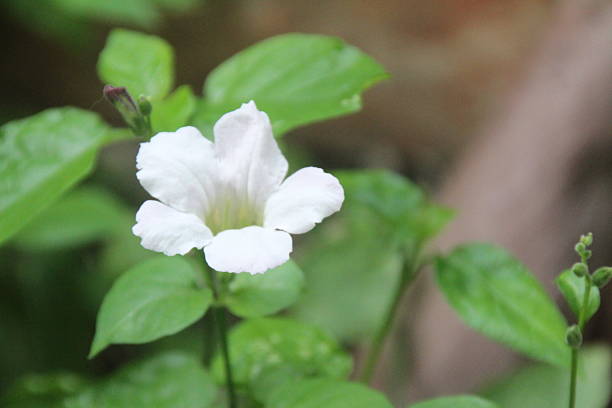 istock flowers in the garden 2231051720