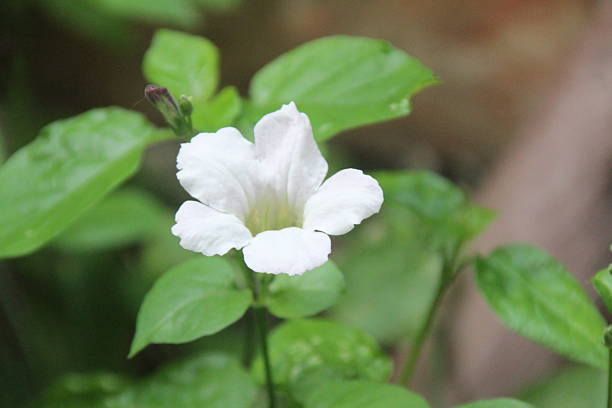 istock flowers in the garden 2231051726