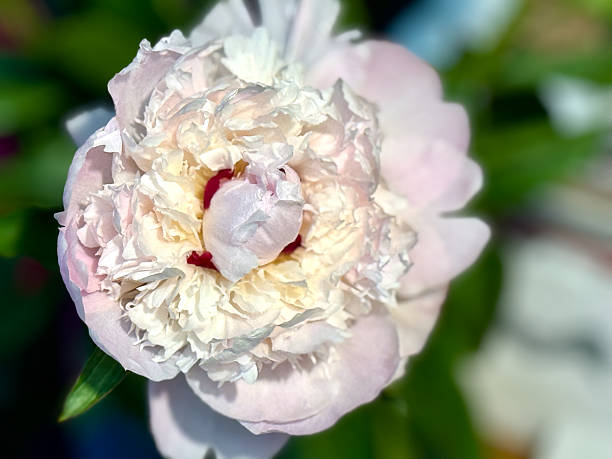 EXCU high angle fully bloomed white and pink poppy flower