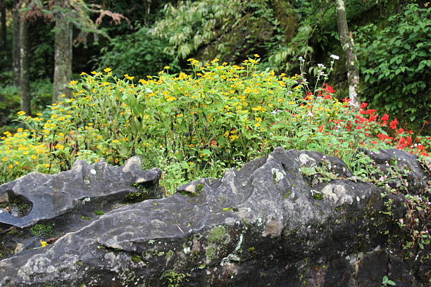 istock flowers in the garden 2231051834