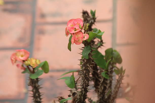 istock flowers in the garden 2231051838