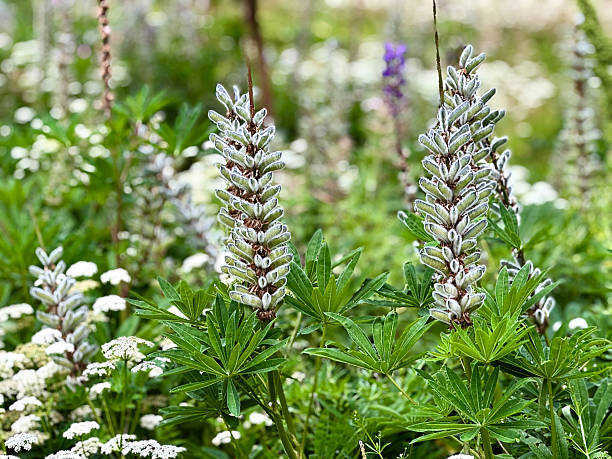 CU seed pods of meadow lupin