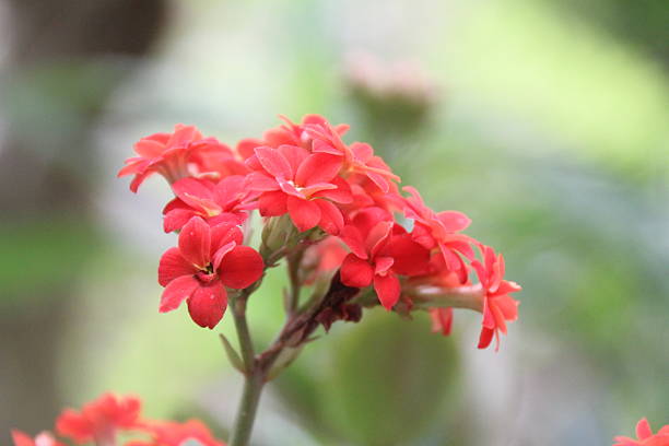 istock flowers in the garden 2231052229
