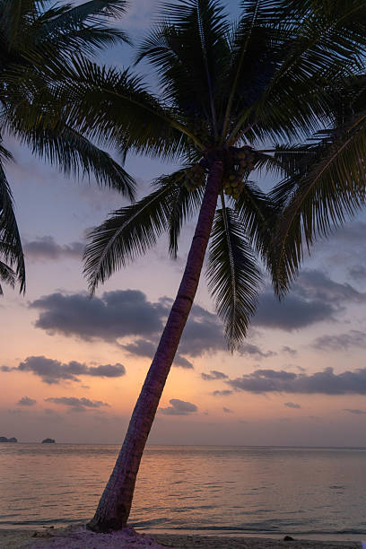 istock tranquil beach scene at dusk features tall palm trees silhouetted against a colorful sunset reflecting on calm waters, creating a peaceful atmosphere in a tropical setting 2231054896