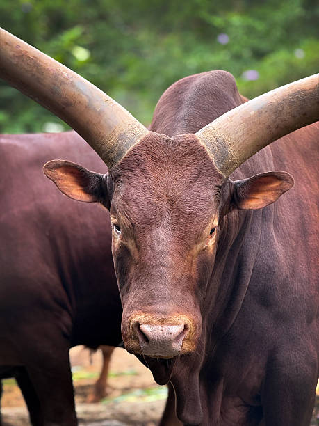 Watusi アフリカ牛に長いツノ - アフリカのストックフォトや画像を多数