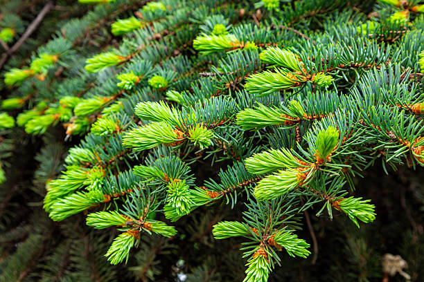 istock Close-up view of vibrant green pine branches during spring season in a forest setting showcasing new growth and healthy foliage 2231056710