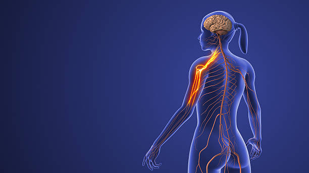 istock Cervical Nerve Disorder Showing Radiating Neck and Arm Pain 2231058811