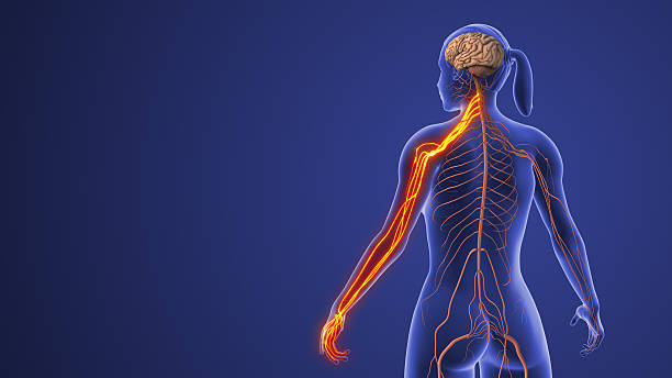 istock Cervical Nerve Disorder Showing Radiating Neck and Arm Pain 2231058814