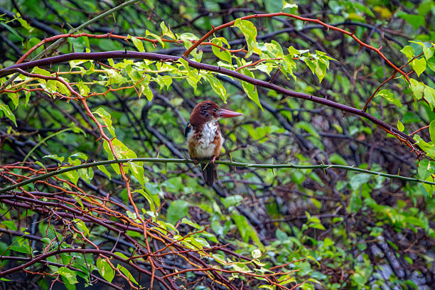 Yellow-billed kingfisher (Syma torotoro) , a medium-sized tree kingfisher observed in Nimbokrang in West Papua, Indonesia