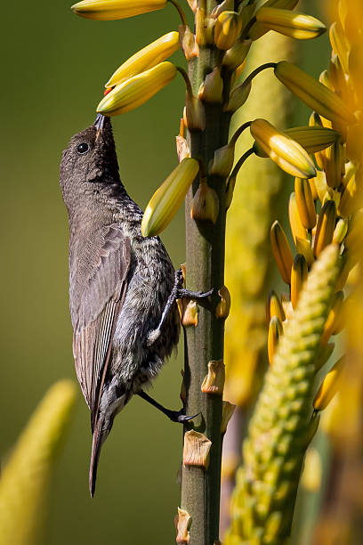istock Female Amethyst Sunbird Feeding on Aloe 2231061114