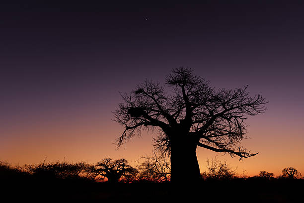 Silhouetted baobab trees stand against a vivid sunset sky in the African savanna