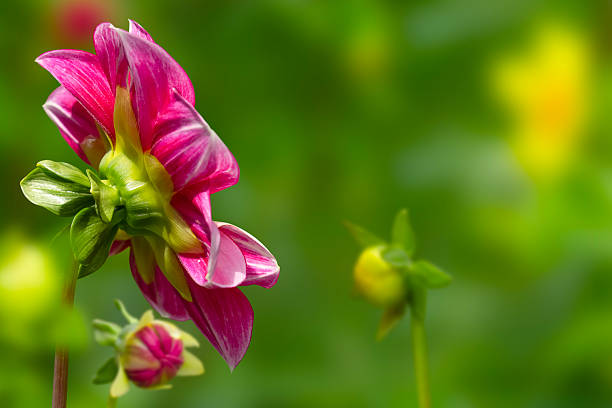 Bright pink dahlia flower illuminated by bright sunlight on blurred green nature background. Copy space.