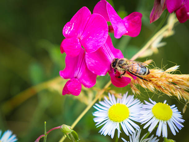 ​A bee collects nectar from a bright pink flower against a backdrop of white daisies. This macro shot demonstrates the harmony and interaction between living nature and the world of insects.