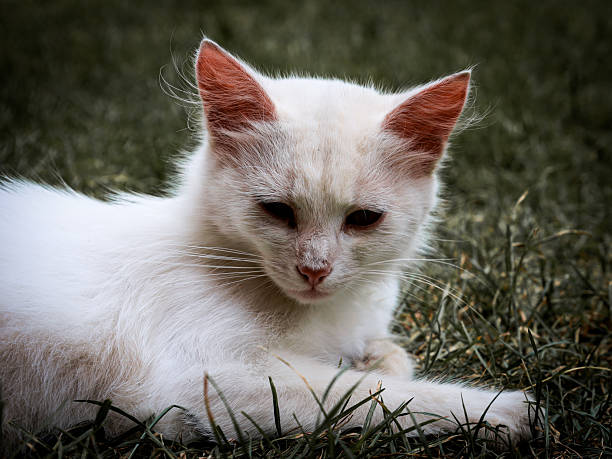 istock A close-up of a white cat resting on the grass. Its reddish ears and light brown eyes create a striking contrast with the white fur, which blends into the dark background. 2231061584