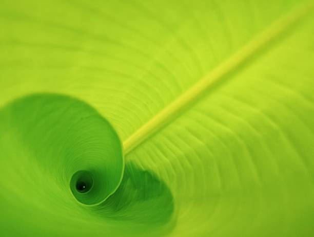 istock Close up banana leaf surface texure background 2231062108
