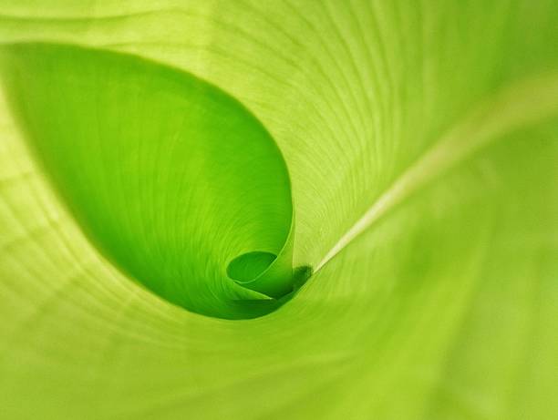 istock Close up banana leaf surface texure background 2231062118