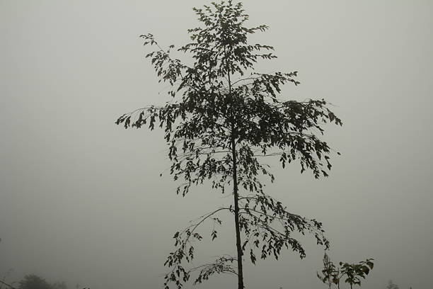 A cold winter morning with dense fog. The branches of leafless trees reveal their silhouette.