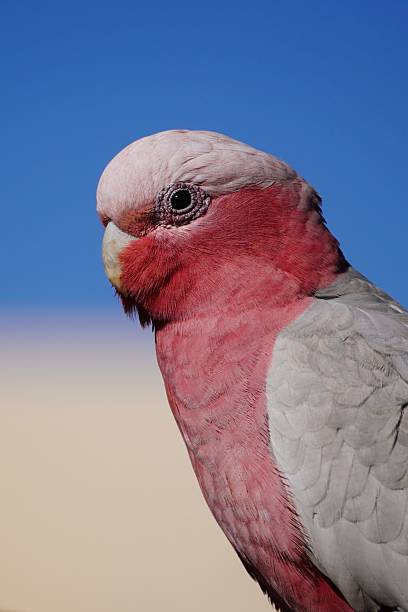 istock Close Up Profile of a Galah 2231062652