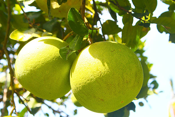 istock ripe fruit and vegetables in the garden 2231067829