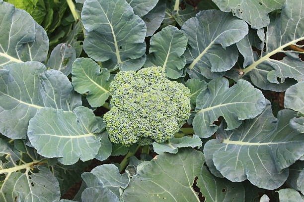 istock ripe fruit and vegetables in the garden 2231070080