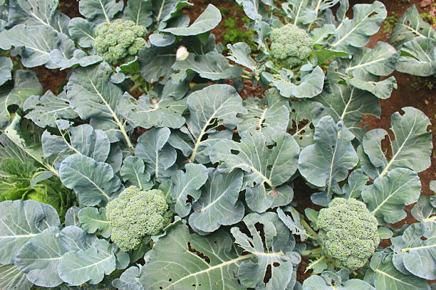 istock ripe fruit and vegetables in the garden 2231070081