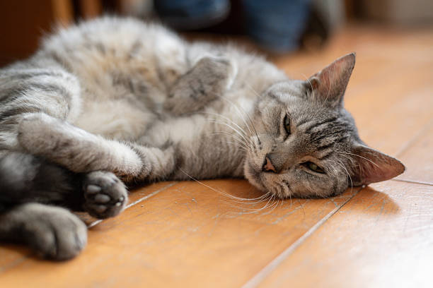 istock A cute cat lying on the floor and relaxing 2231070682