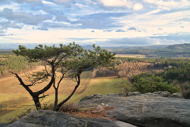 A striking tree on a rock overlooks a vast landscape, tranquility, grandeur and closeness to nature in a picturesque setting.