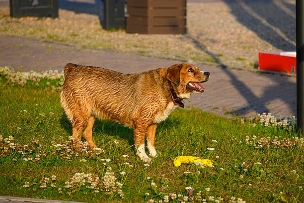 istock Joyful Dog Playing with Yellow Frisbee on Blooming Meadow 2231073408
