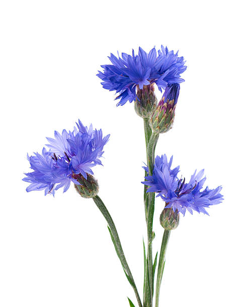 istock Blue Cornflower isolated on white background. Centaurea cyanus or bachelor's button flowers. 2231073644