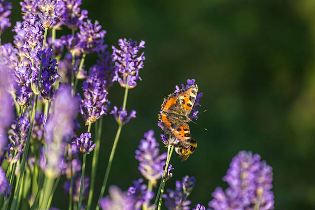 istock butterfly on lavender blossom 2231074579