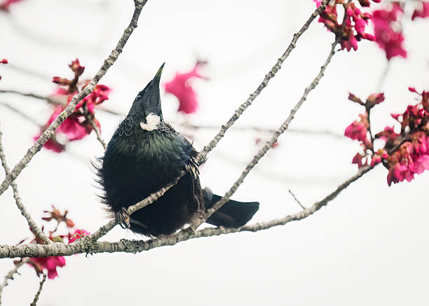 Tui bird looking up on cherry blossom tree. Auckland.