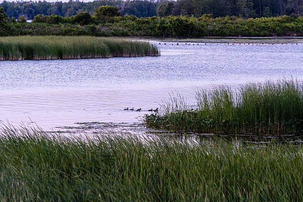 istock Tranquil marshland with swimming ducks 2231077126