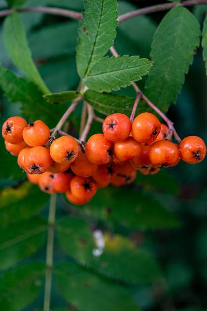 istock Vibrant orange berries on a branch. 2231081086
