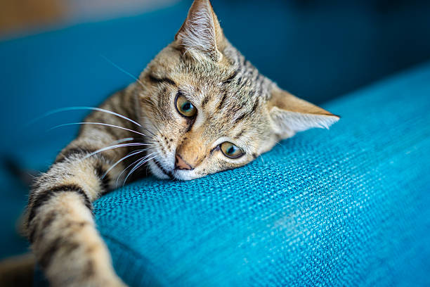 Cute striped kitten resting at home