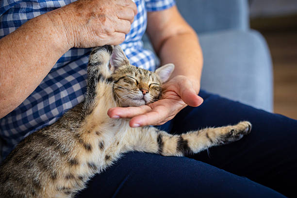 istock Cat lover spending quality time with her furry friend 2231081759