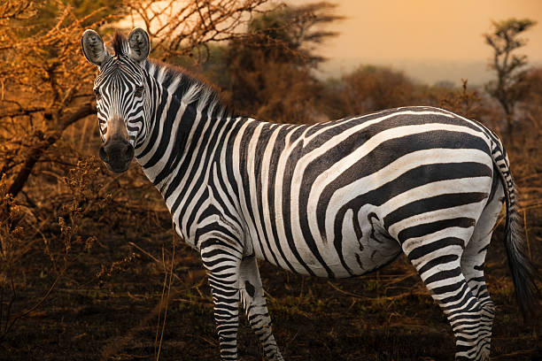 istock a zebra in the Serengeti Park 2231083946