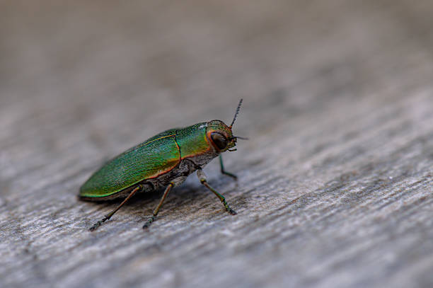 istock Jewel Beetle on Wooden Surface (Buprestidae, Macro Photography) 2231087121