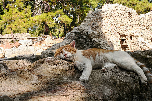 Phaselis, Turkey - September 12, 2024: Phaselis Ancient City. Ginger cat peacefully sleeps on rocky ruins of Phaselis Ancient City, surrounded by historical remnants and lush greenery
