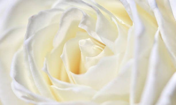 istock White rose flower petals, soft focus. Macro flowers backdrop 2231089309