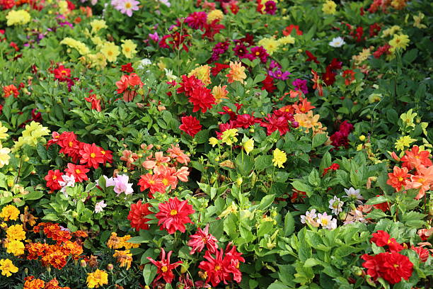 Group of bright pink dahlia flowers blooming in a lush green garden under warm sunlight. The photo conveys freshness, joy, and the lively beauty of nature.