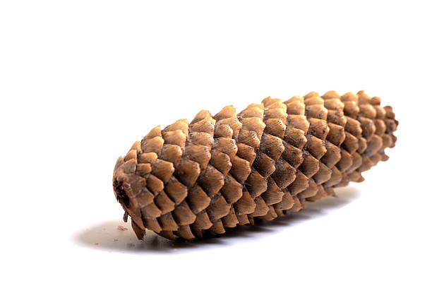 Collection of Various Natural Pine Cones on White Background
